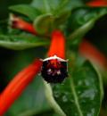 cigar plant